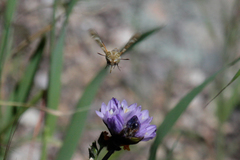 Proserpinus clarkiae