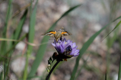 Proserpinus clarkiae