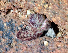 Adromischus marianiae