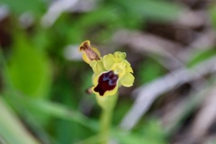 Ophrys lutea galilaea