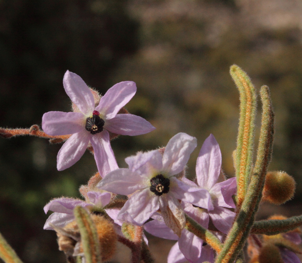 Lysiosepalum involucratum