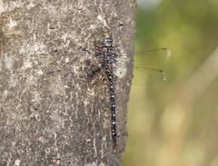 Austroaeschna multipunctata