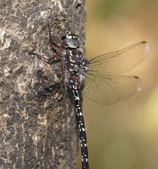 Austroaeschna multipunctata