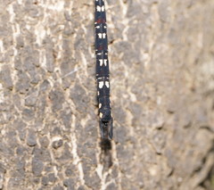 Austroaeschna multipunctata