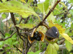 Pittosporum colensoi