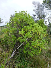 Pittosporum colensoi