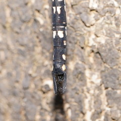 Austroaeschna multipunctata