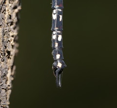Austroaeschna multipunctata