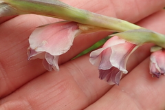 Gladiolus densiflorus