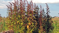 Amaranthus hybridus