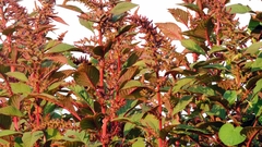 Amaranthus hybridus