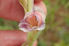Gladiolus densiflorus