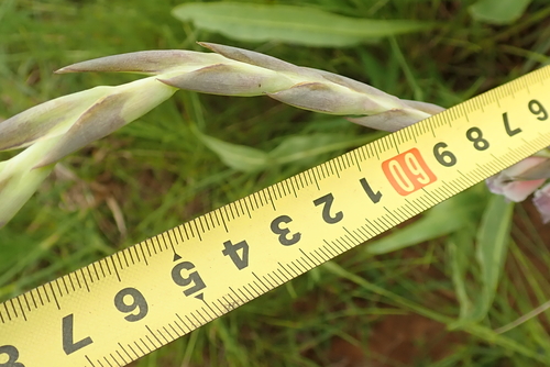 Image of Gladiolus densiflorus by no rights reserved