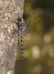 Austroaeschna multipunctata