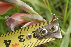 Gladiolus densiflorus