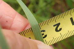 Gladiolus densiflorus