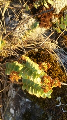 Veronica amplexicaulis