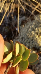 Veronica amplexicaulis