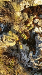 Veronica amplexicaulis