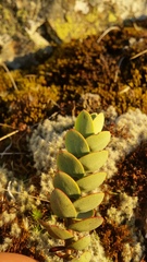 Veronica amplexicaulis