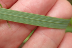 Gladiolus densiflorus