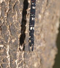 Austroaeschna multipunctata