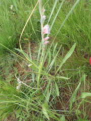 Gladiolus densiflorus