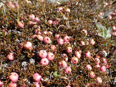 Gaultheria parvula