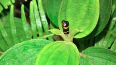 Cosmoscarta abdominalis