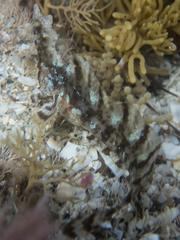 Cristiceps aurantiacus