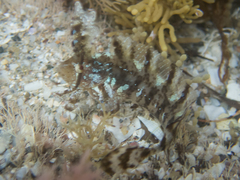 Cristiceps aurantiacus