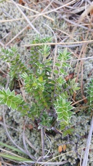 Pimelea pseudolyallii
