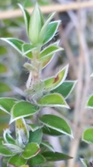 Pimelea pseudolyallii