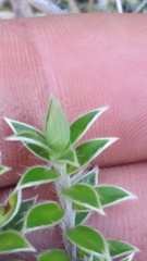 Pimelea pseudolyallii