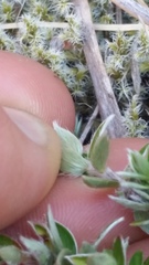 Pimelea pseudolyallii