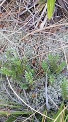 Pimelea pseudolyallii