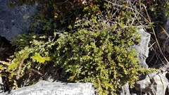 Pimelea oreophila hetera