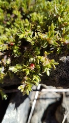 Pimelea oreophila hetera