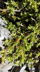 Pimelea oreophila hetera