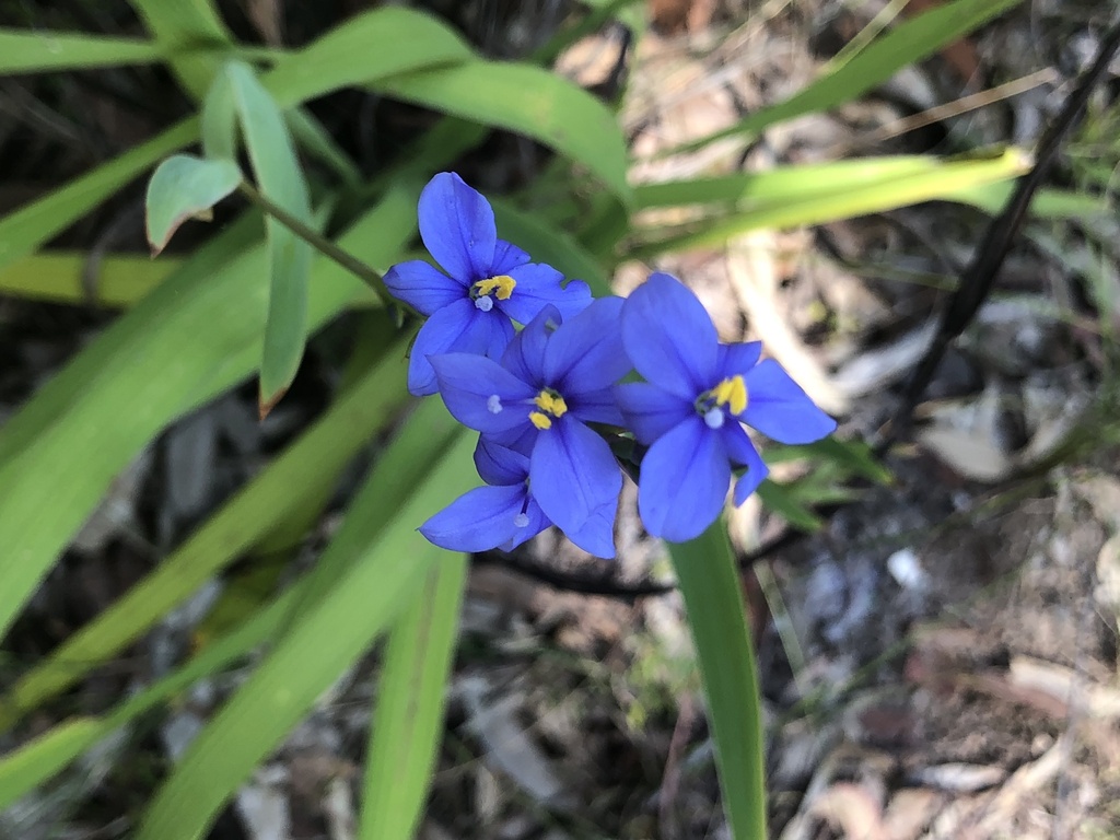 Blue corn-lily from Glenrock State Conservation Area, Whitebridge, NSW ...