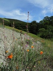 Streptanthus glandulosus glandulosus