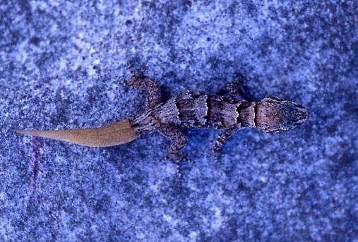 Serpent Island Gecko