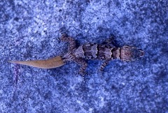 Serpent Island Gecko photo 1