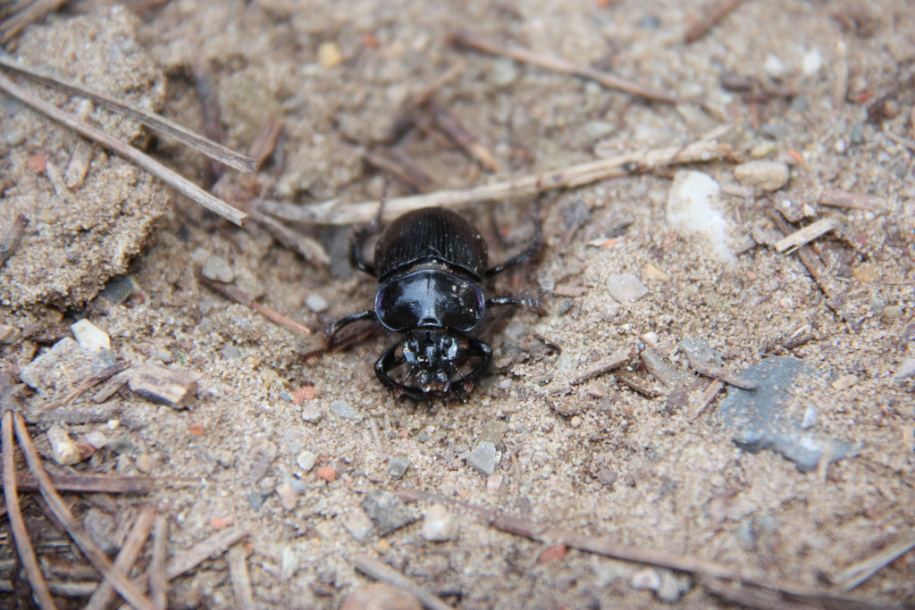 Ceratophyus rossii