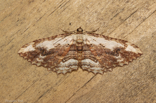 Austrocidaria bipartita Dugdale, 1988
