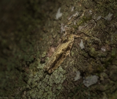 Metrioglypha phyllodes