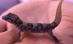 Serpent Island Gecko photo 4