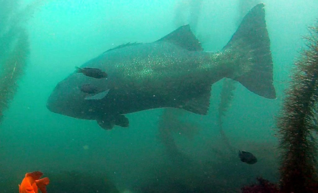 Giant sea bass swimming through kelp forest water with small fish nearby, San Diego County, California