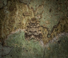 Scaphidriotis xylogramma
