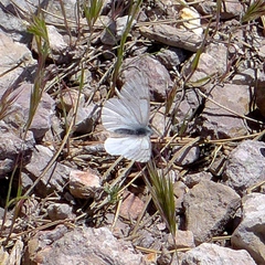 Pontia sisymbrii